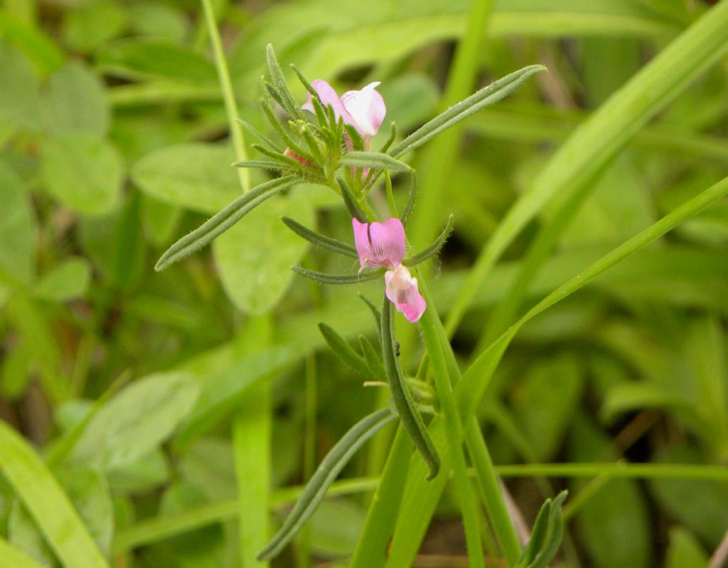 Misopates orontium  (Plantaginaceae)